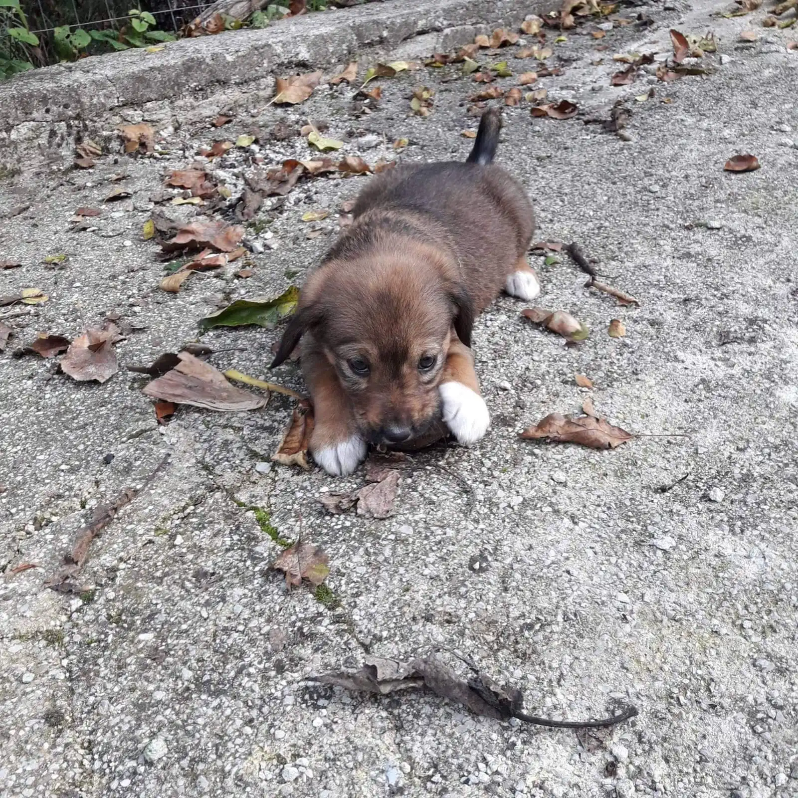 Adozioni e benessere animale