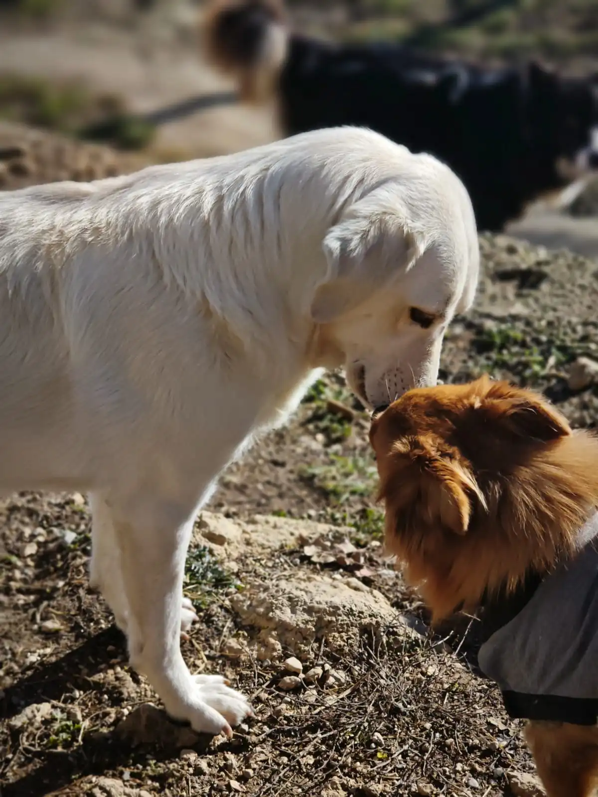 Community e raccolte