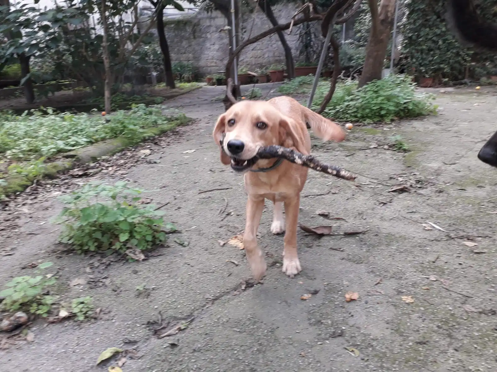 SOS e supporto animali